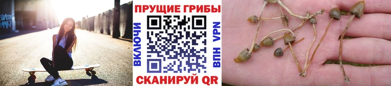Псилоцибиновые грибы ЛСД Абакан